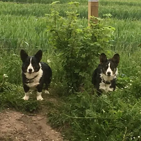 Langagergaard 3* Thisted